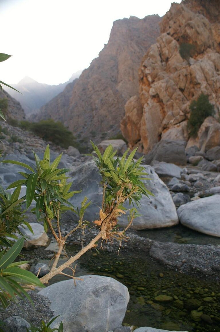Woestijnlandschap in Oman vakantie met zandduinen en spektakulaire zonsondergang in de Wahiba Sands